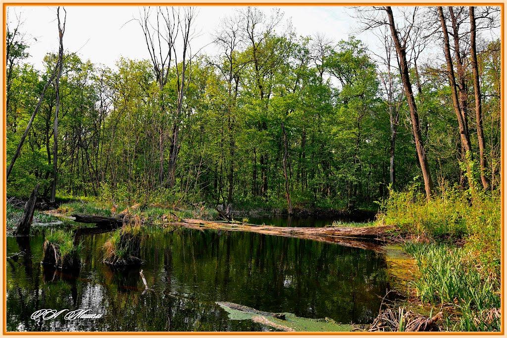 Серебрянка з panoramio.com - Серебрянка