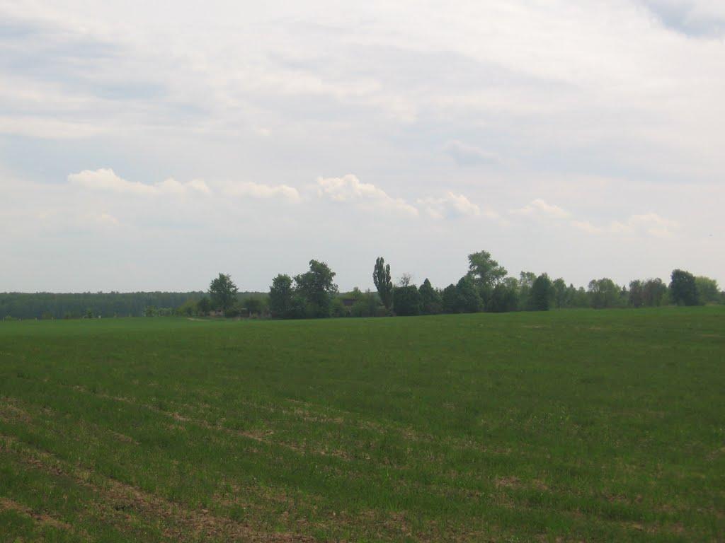 Новоселівка з panoramio.com - Новоселівка