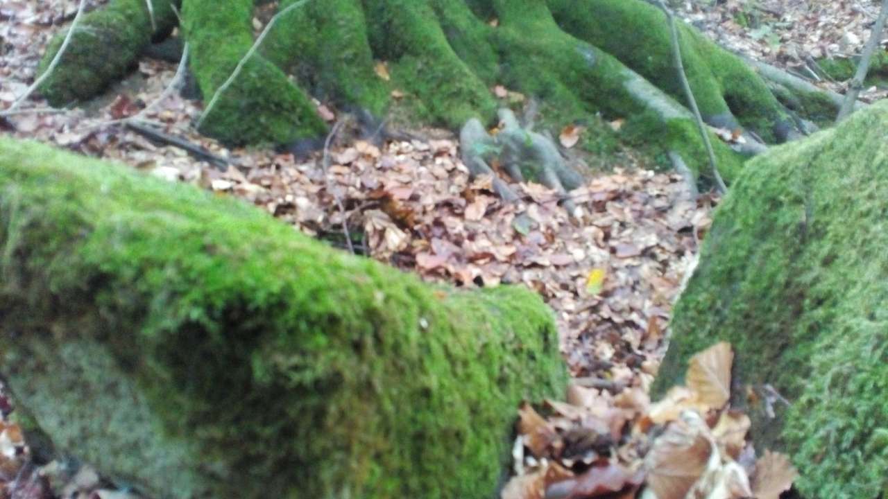 НПП 'СИНЕВИР' - Синевирська Поляна