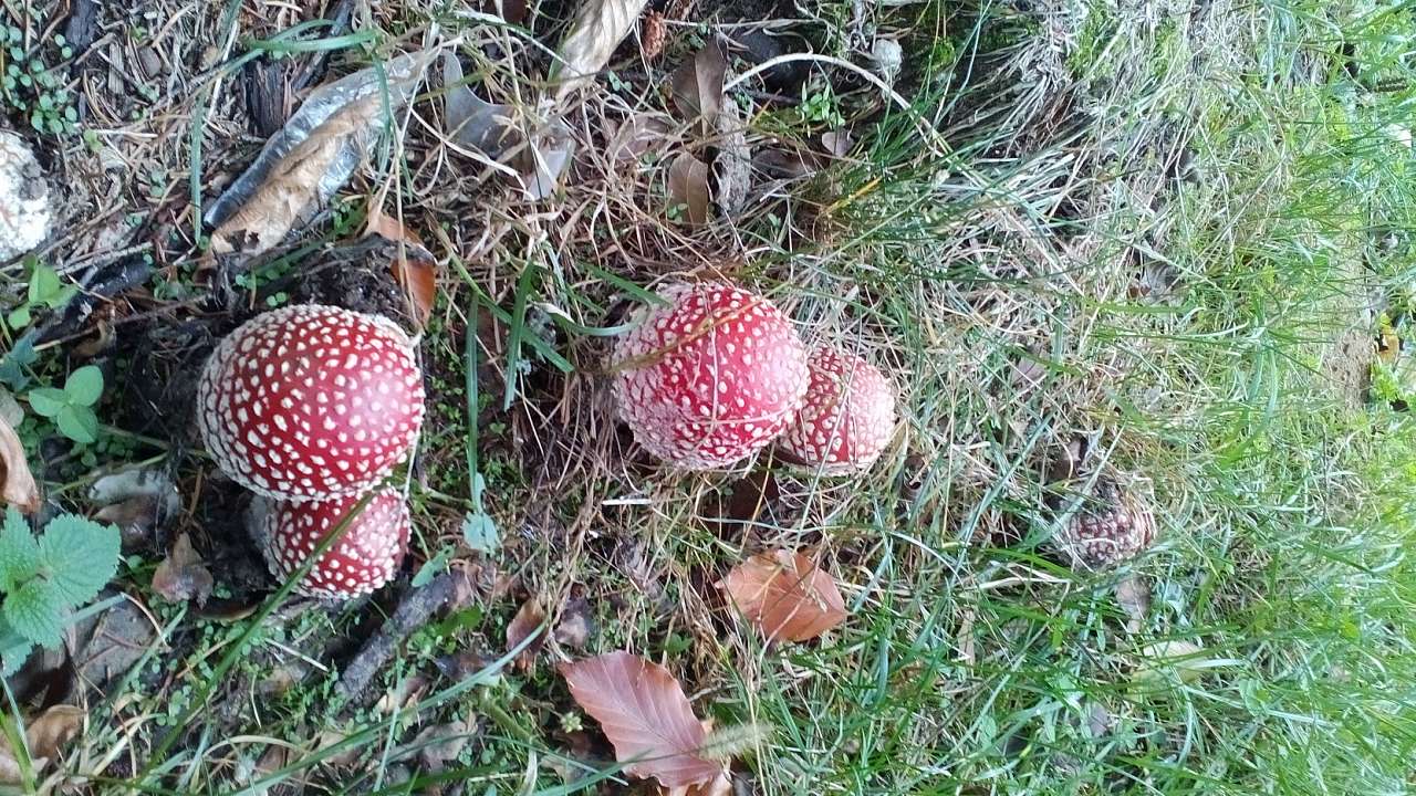 НПП 'СИНЕВИР' - Синевирська Поляна