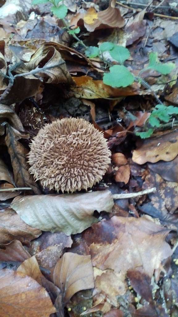 НПП 'СИНЕВИР' - Синевирська Поляна