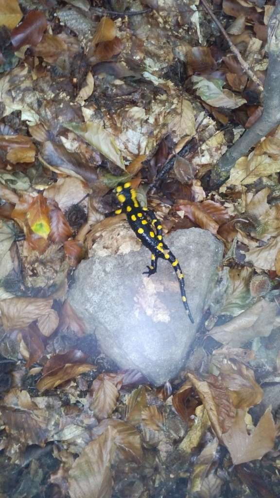 НПП 'СИНЕВИР' - Синевирська Поляна