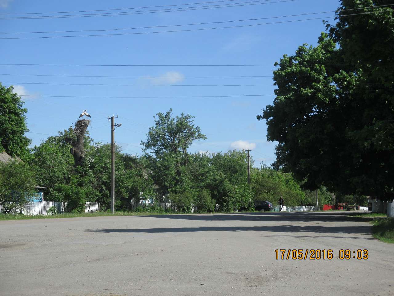 Літо - Головли