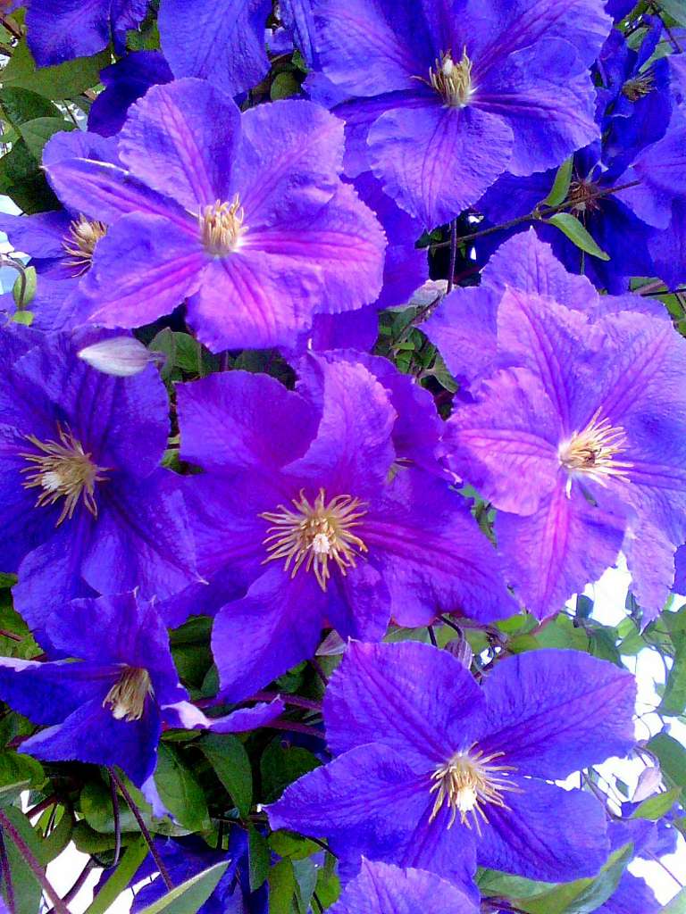 фантазії природи - Тейсарів