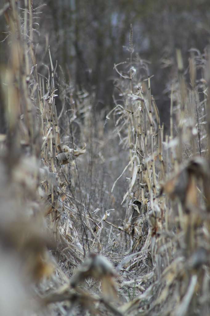 кладьківка - Кладьківка