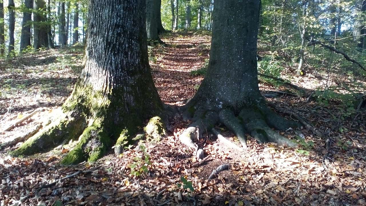 НПП 'СИНЕВИР' - Синевирська Поляна
