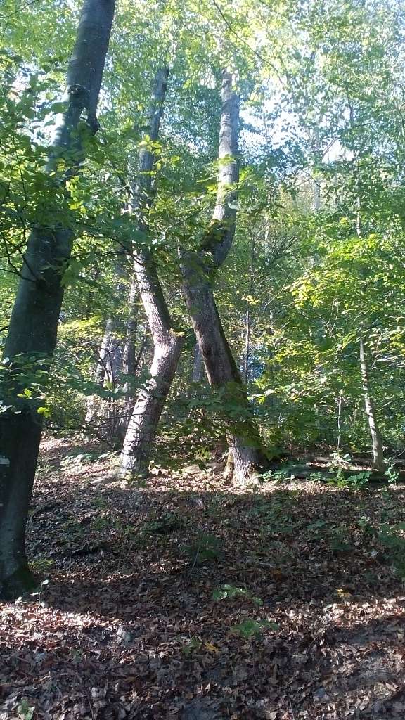 НПП 'СИНЕВИР' - Синевирська Поляна