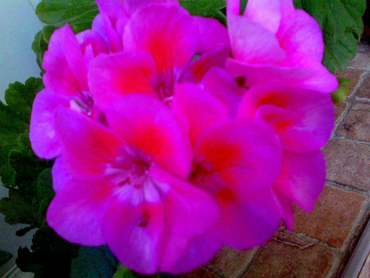 фантазії природи - Тейсаров