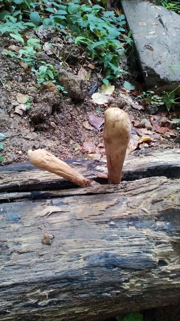 НПП 'СИНЕВИР' - Синевирська Поляна