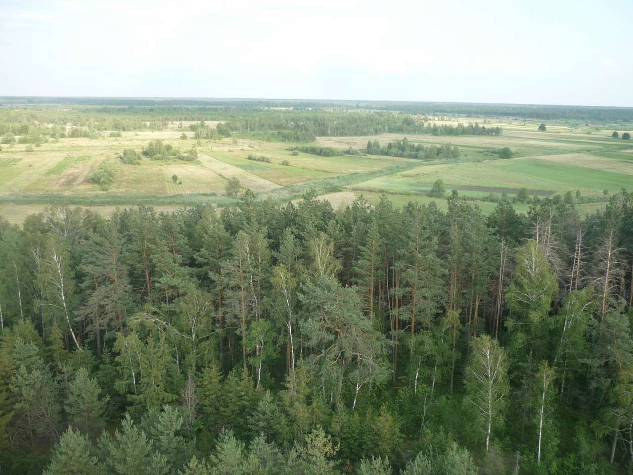 Біловізьке лісництво - Беловеж
