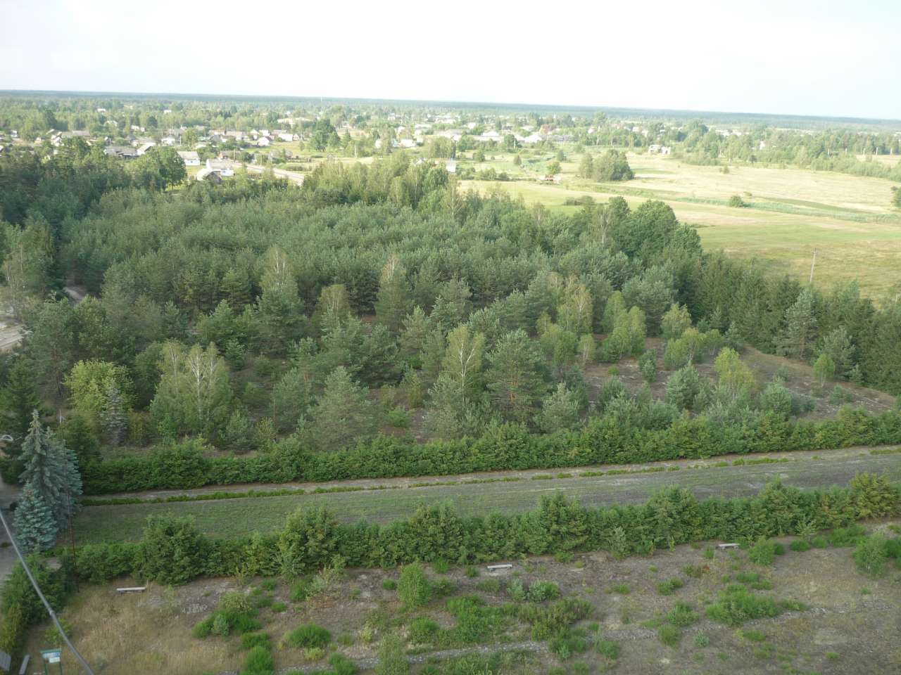 Біловізьке лісництво - Біловіж