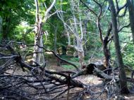 Генеральське з panoramio.com (ч.3)