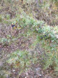 Труханів з panoramio.com