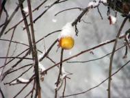 Фастів з panoramio.com (ч.2)