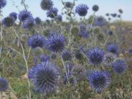 Стрілкове з panoramio.com (ч.2)