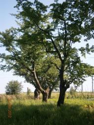 Берездівці з panoramio.com