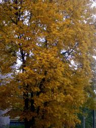 Єнакієве з panoramio.com (ч.3)