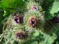 Жабка - Останні фото