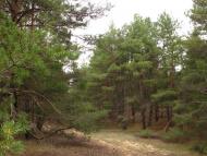 Гладківка з panoramio.com