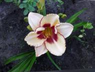 Буча з panoramio.com