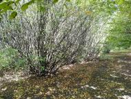 Кам'яне Поле з panoramio.com