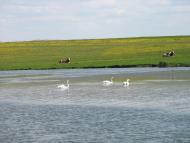 Чернява з panoramio.com