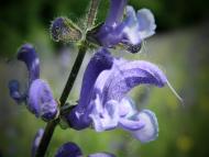 Остапенки з panoramio.com