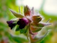 Горохів з panoramio.com