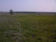 Шевченка - Останні фото