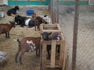 Білогірськ з panoramio.com