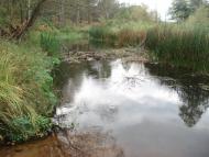 Лугинки з panoramio.com