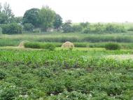 Плисове з panoramio.com