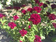 Високогірне з panoramio.com