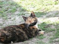 Голодьки - Останні фото