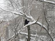 Нікополь з panoramio.com (ч.2)