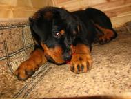 Фастів з panoramio.com (ч.2)