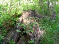 Поляниця з panoramio.com