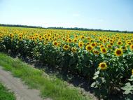 Озерна з panoramio.com