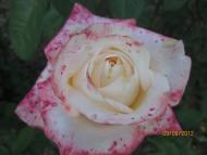 Бабин - Останні фото