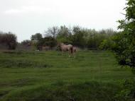 Шами з panoramio.com