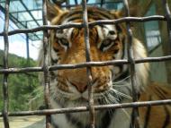 Виноградне з panoramio.com