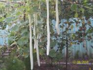 Серпневе - Останні фото