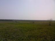 Шевченка - Останні фото