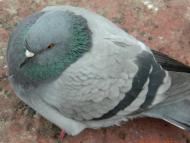 Гнідин з panoramio.com (ч.3)