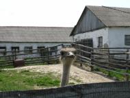 Мусійки з panoramio.com