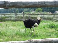 Мусійки з panoramio.com