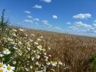 Кравчиха з panoramio.com