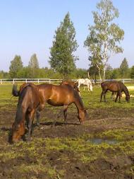 Osnytsk - Latest photos