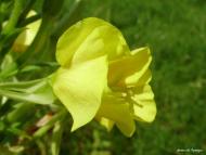 Ліски з panoramio.com