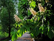 Новомайське з panoramio.com